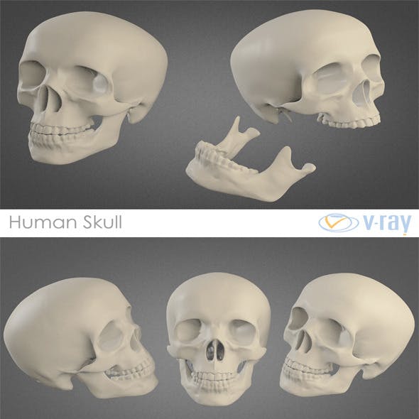 Human Skull High Poly